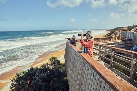 whalw watching|whale watching warrnambool.
